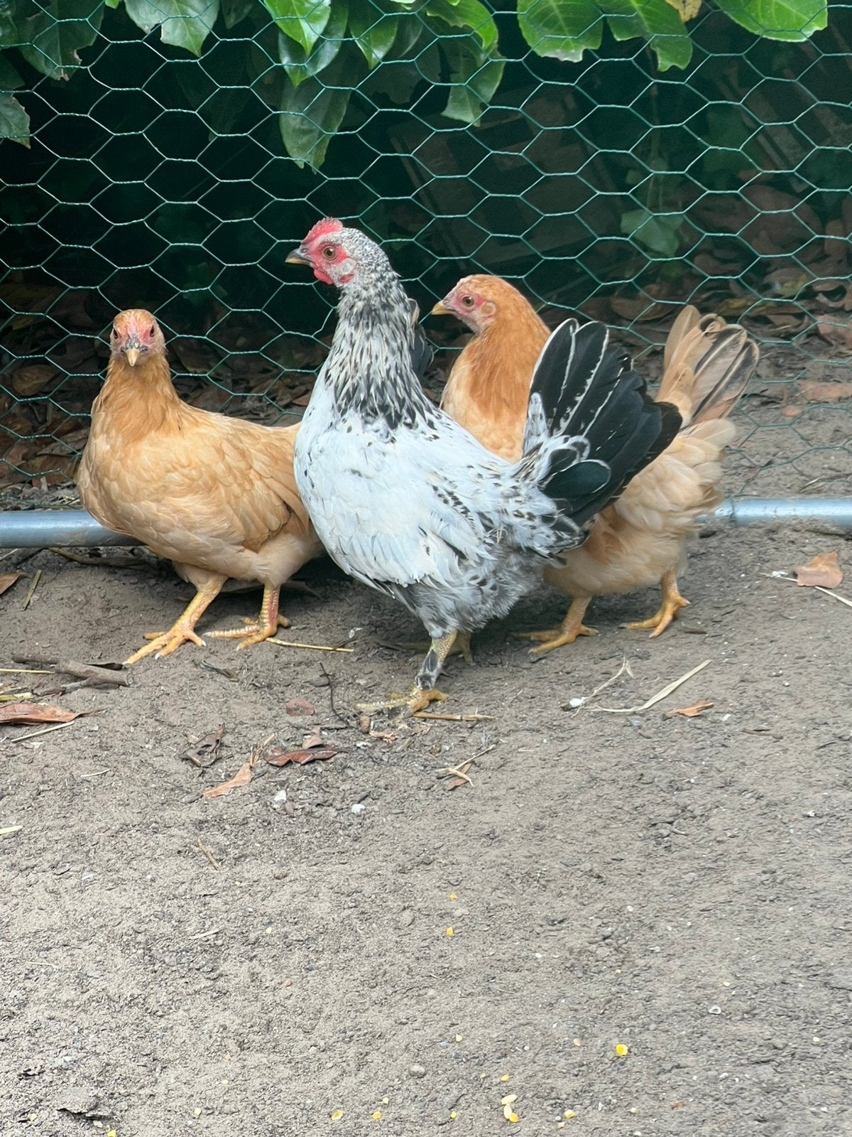 Mooi trio krieltjes, Dieren en Toebehoren, Pluimvee, Meerdere dieren, Kip