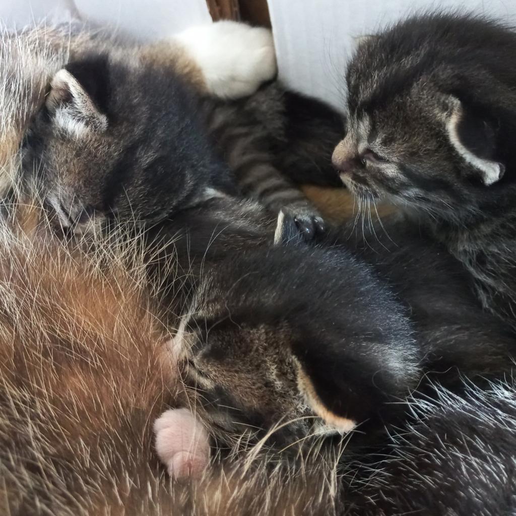 Lieve kittens te koop (worden gevaccineerd), Meerdere dieren