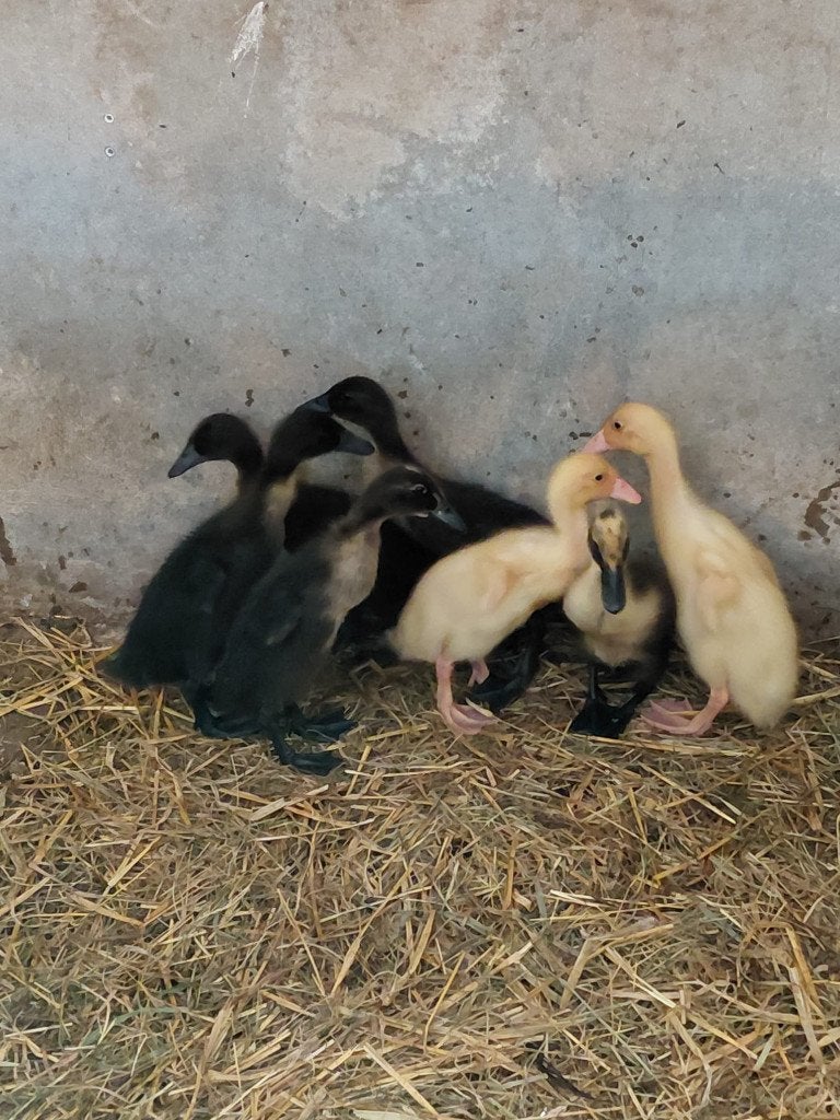 jonge loopeenden (pulletjes), Dieren en Toebehoren, Pluimvee, Meerdere dieren, Eend