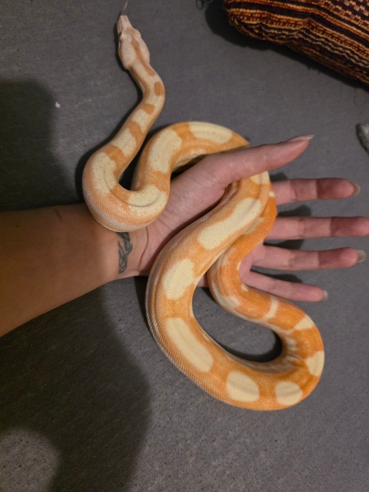 bci sunglow motley, boa
Lucifer: bci sunglow motley (kahl) Boa Constrictor photo 3