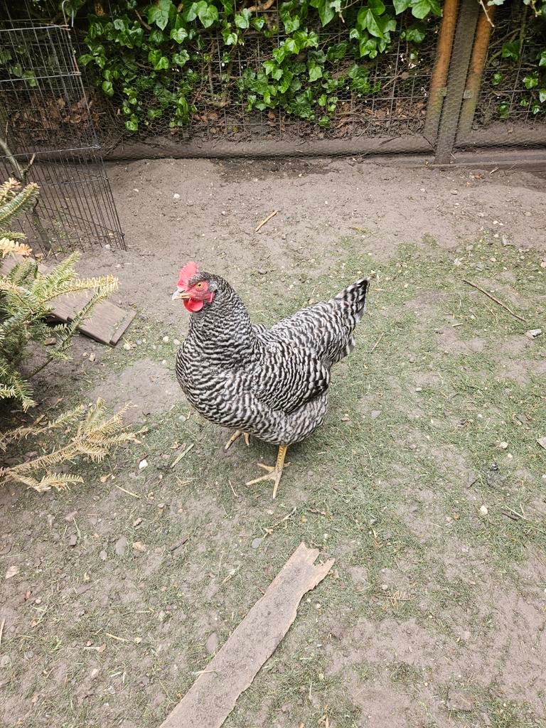 Amrock hen, Vrouwelijk, Kip