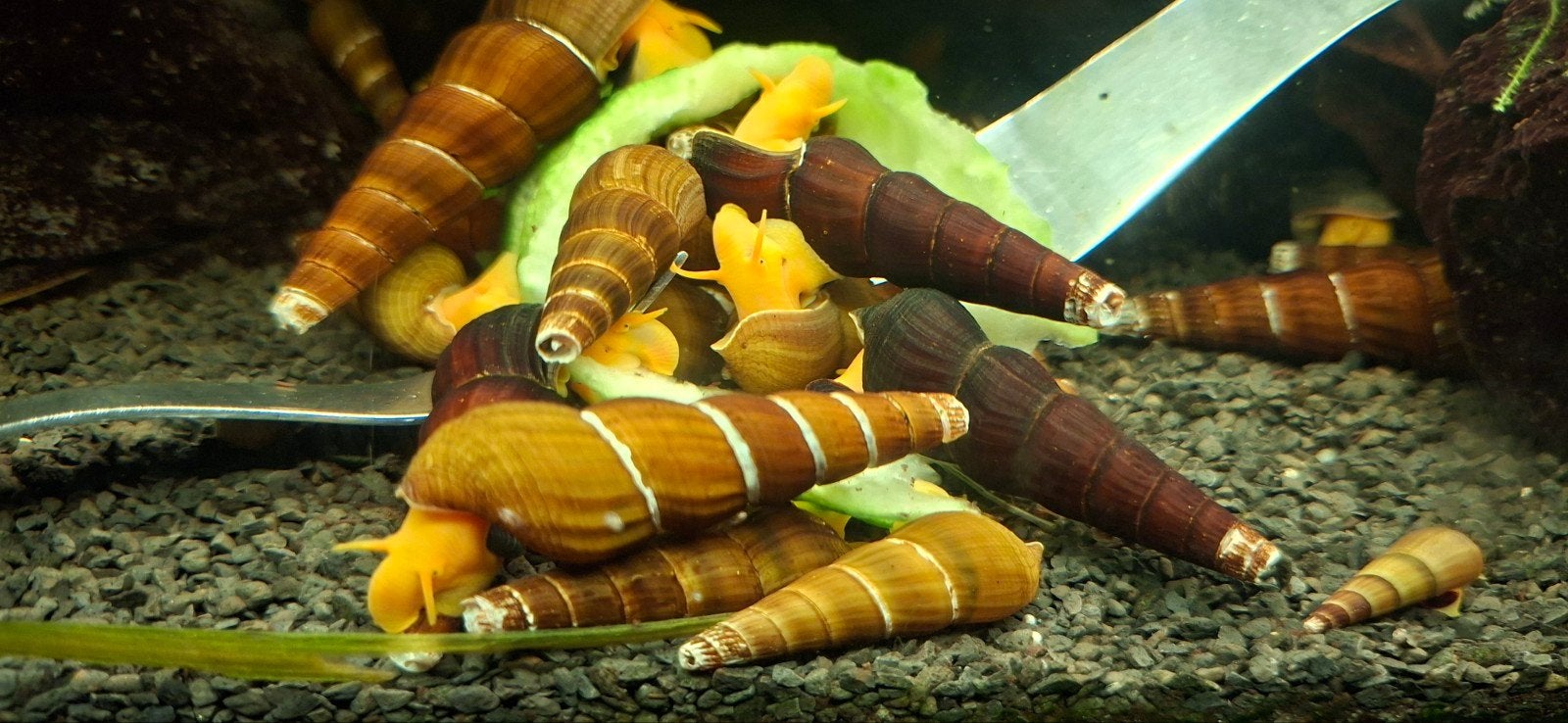 Tylomelania sp. Golden of Sulawesi-slakken, 1euro per stuk, Slak of Weekdier