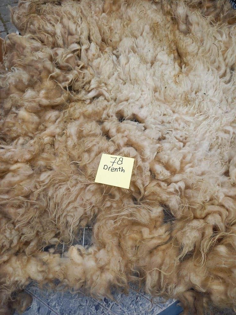 nr 78 Geschoren vacht van Drents Heideschaap, Ophalen of Verzenden, Gebruikt