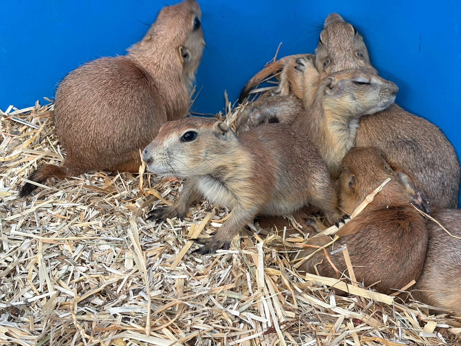 Baby prairiehondjes, Dieren en Toebehoren, April, Meerdere dieren, Overige typen, Tam