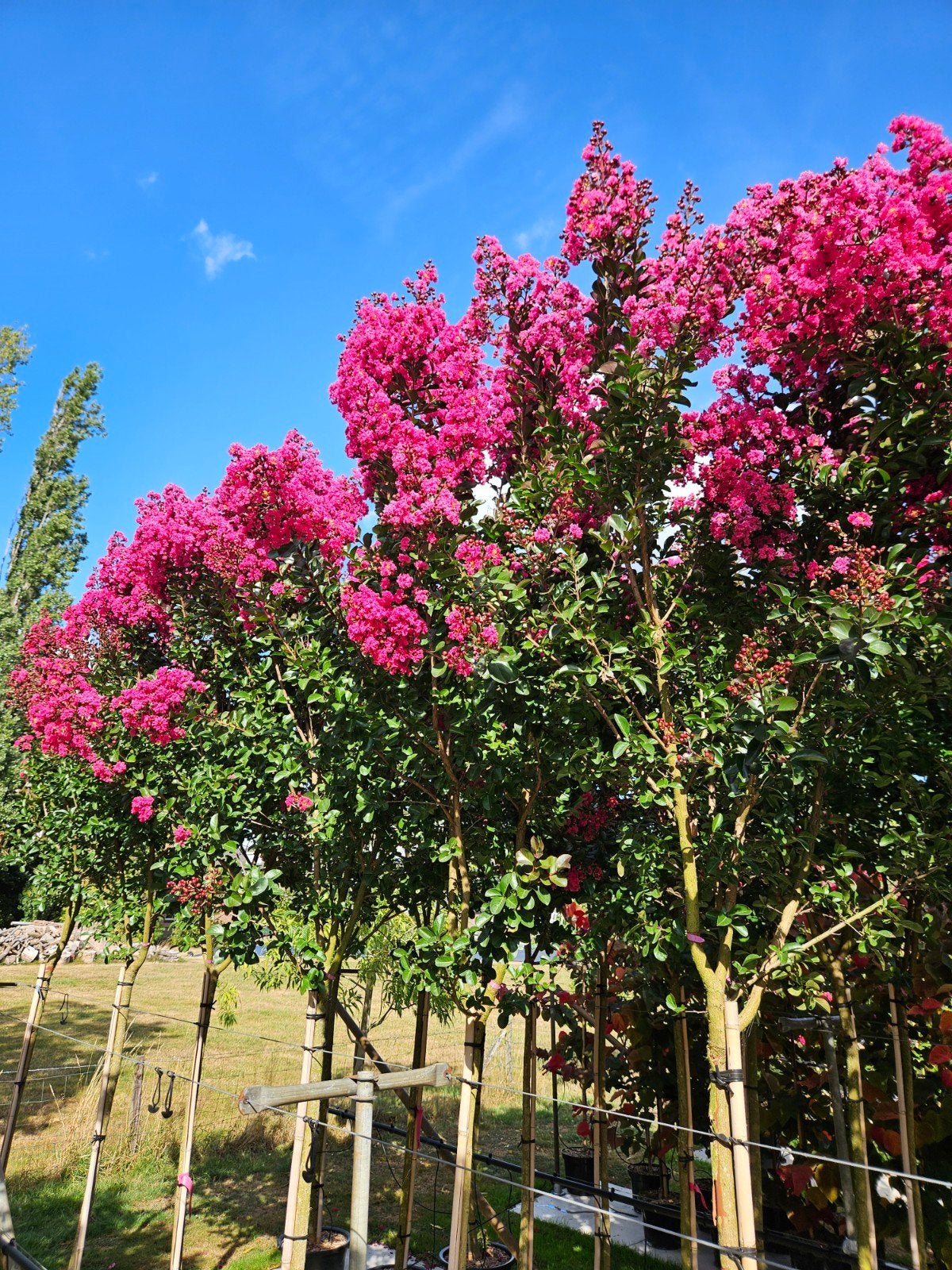 Lagerstroemia Pink Velour / hoogstam / vol bloemen ‼️‼️, Tuin en Terras, Planten | Bomen, Zomer, 400 cm of meer, Ophalen, Volle zon