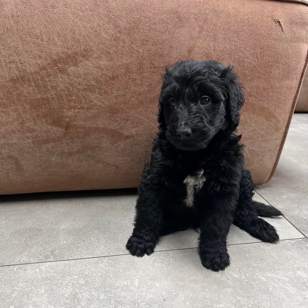 Bernedoodle pups, mogen 13 mei verhuizen!!, Dieren en Toebehoren, Honden | Chihuahua's en Gezelschapshonden, Meerdere dieren, Poedel