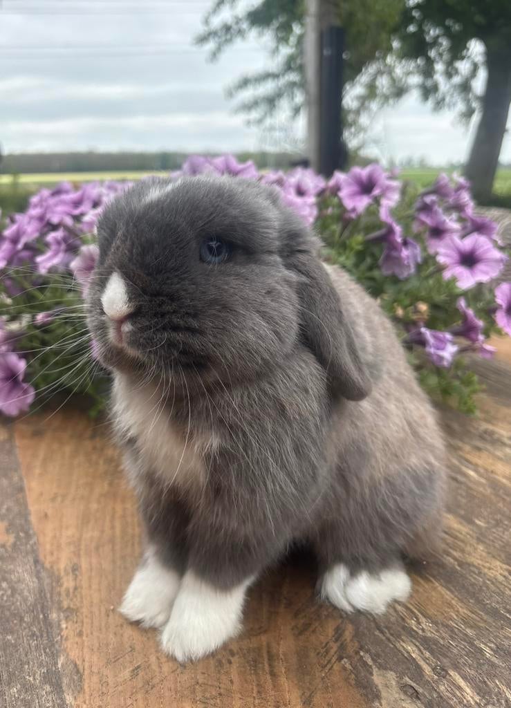 Knappe raszuivere minilop ram, Dieren en Toebehoren, Konijnen, Mannelijk, Dwerg, 0 tot 2 jaar