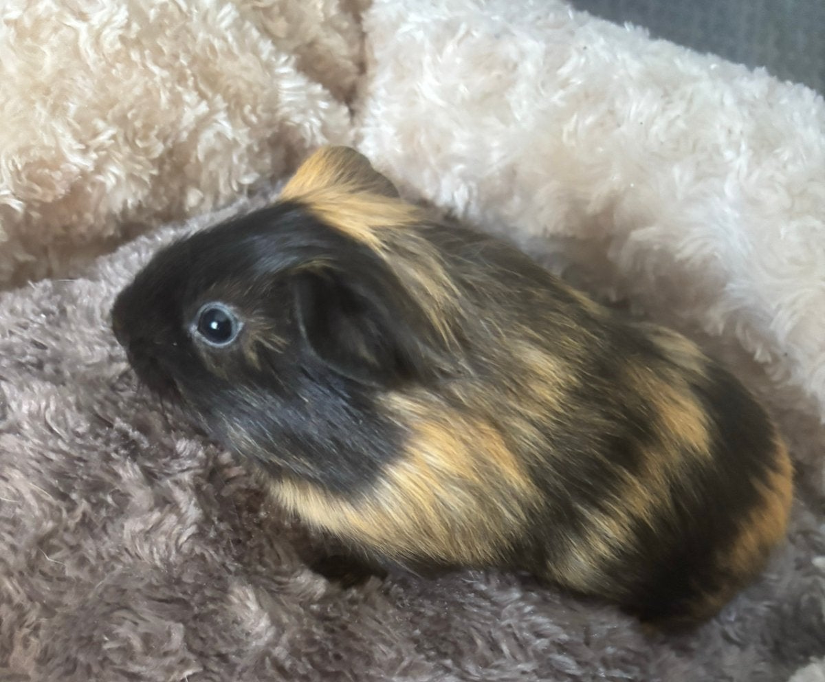 Onwijs mooie kleur cavia zeugje beschikbaar 6 weken oud, Dieren en Toebehoren, Cavia, Juli, Vrouwelijk, Tam