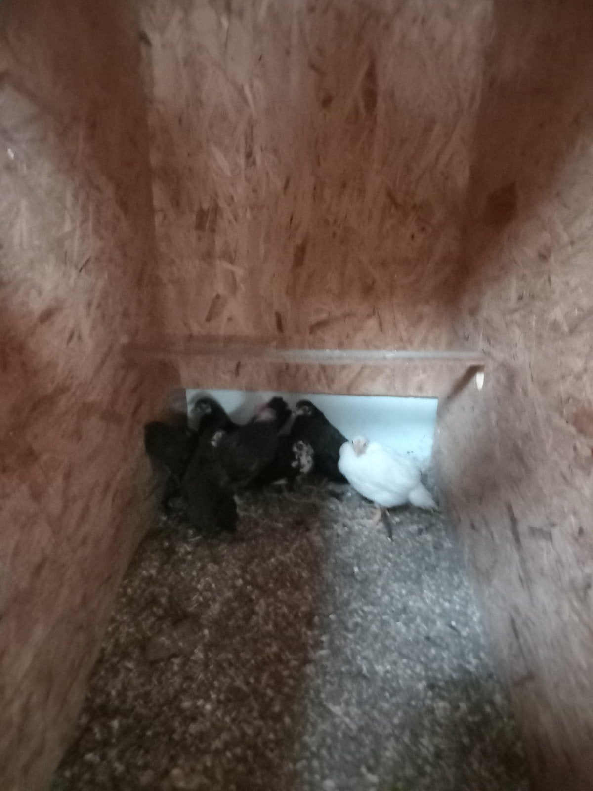 5 fryske hintjes, Dieren en Toebehoren, Vrouwelijk
