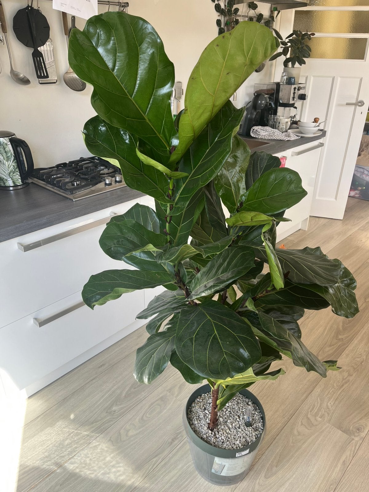 Ficus Lyrata - Hydrocultuur, Ophalen, Ficus, Halfschaduw, 150 tot 200 cm