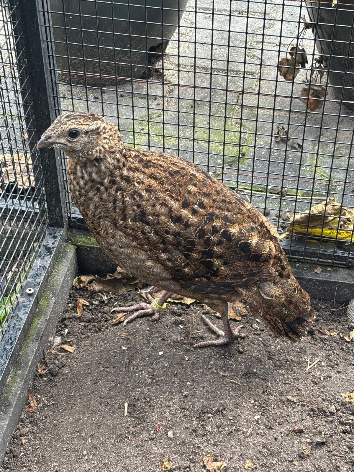Te koop satyr tragopane, Dieren en Toebehoren, Vrouwelijk