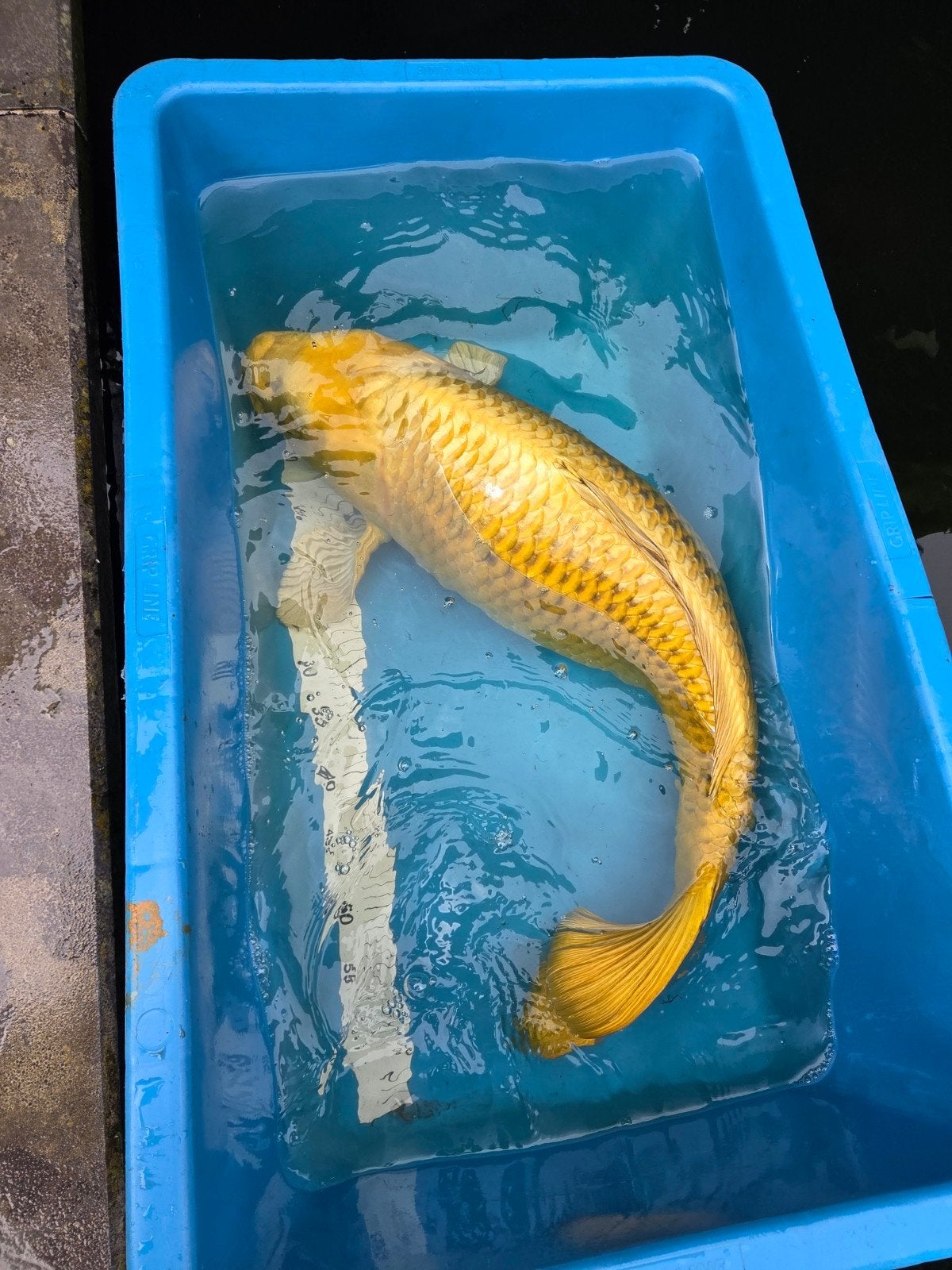 jumbo koi yamabuki ogon 72-75cm HANDTAM!, Karper of Koi