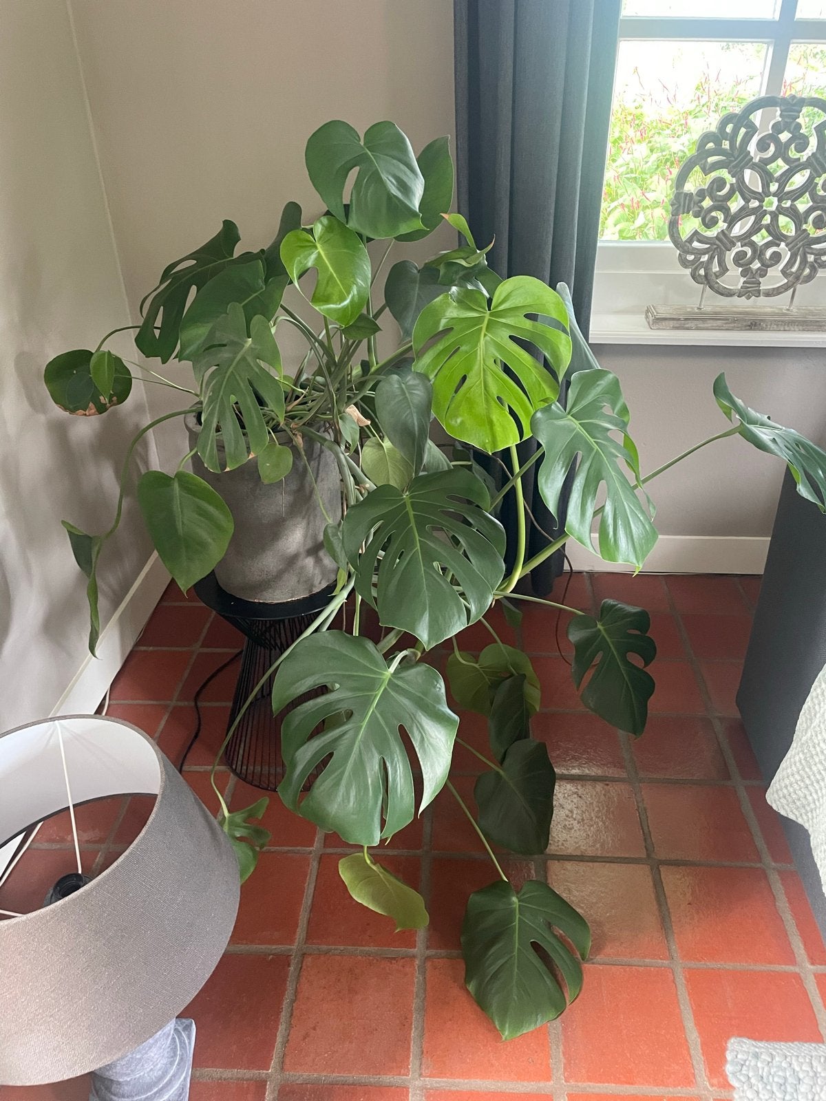 Grote Monstera Deliciosa - Kamerplant, Huis en Inrichting, Kamerplanten, Ophalen, 100 tot 150 cm, Overige soorten, Halfschaduw