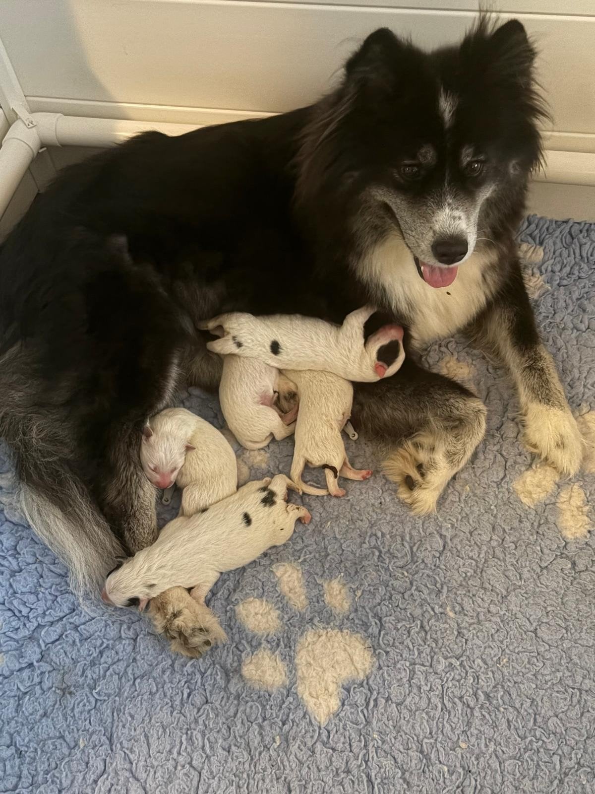 samojeed x pups  nog 1 wit reutje. en 1 wit zwart reutje, 8 tot 15 weken, Meerdere, Meerdere dieren, Nederland