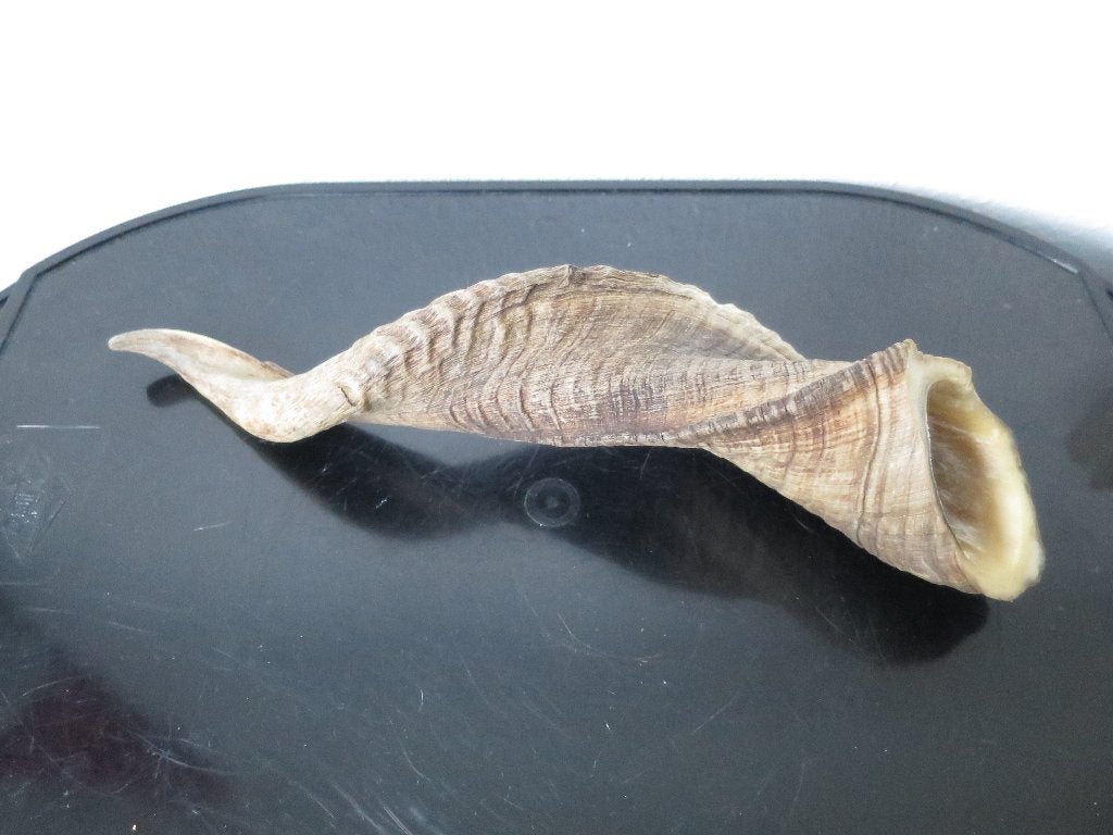 mooie echte hoorn 30 cm, Ophalen of Verzenden