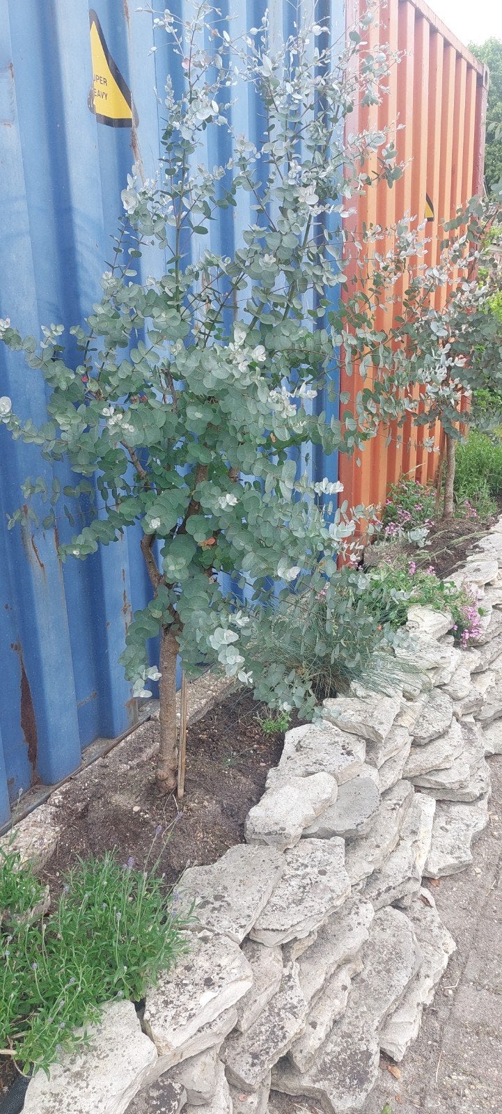 2x eucalyptus boom, Tuin en Terras, Planten | Bomen, Bloeit niet, Overige soorten, 100 tot 250 cm, Ophalen