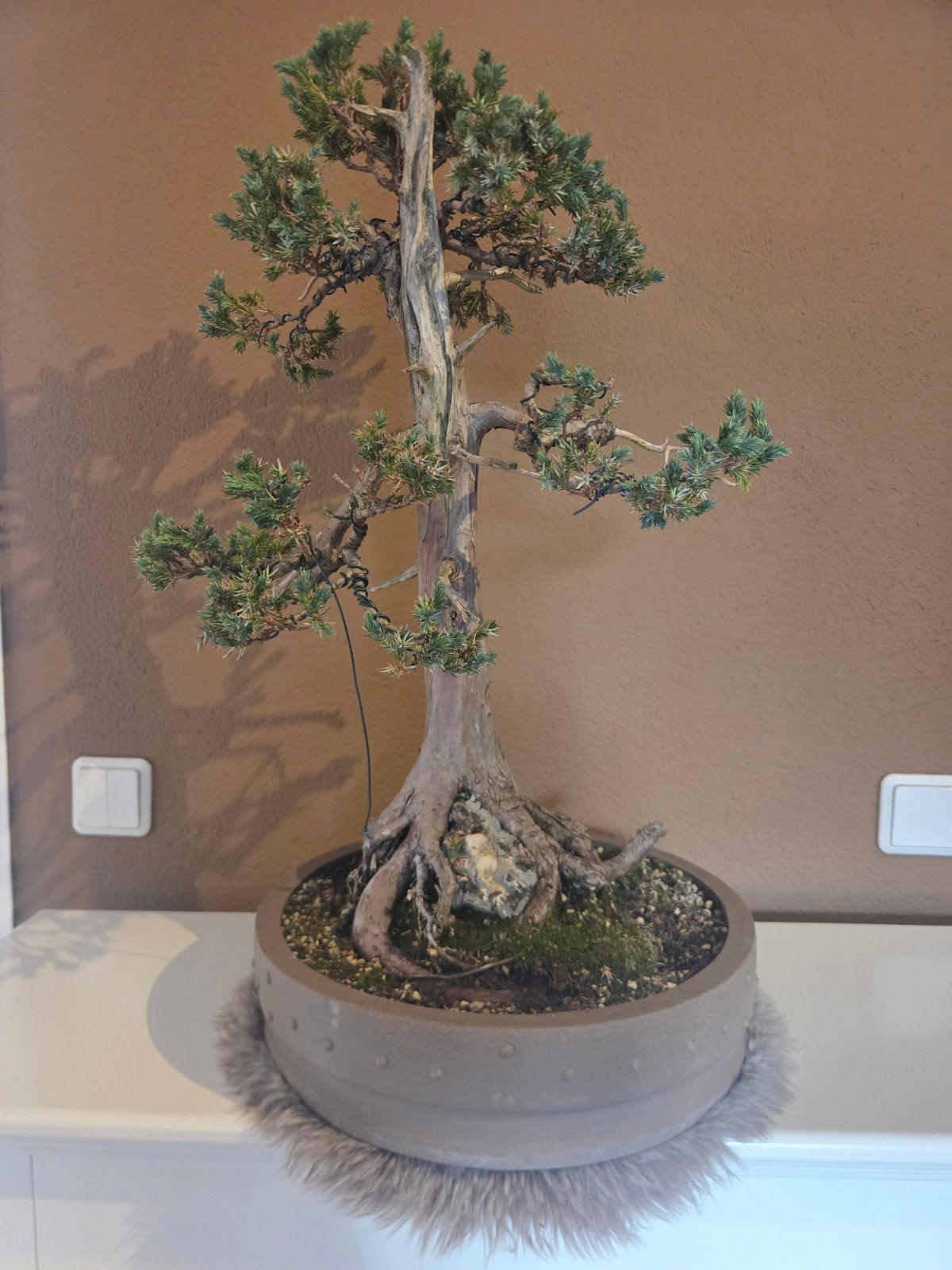 jeneverbes bonsai groot, Ophalen of Verzenden