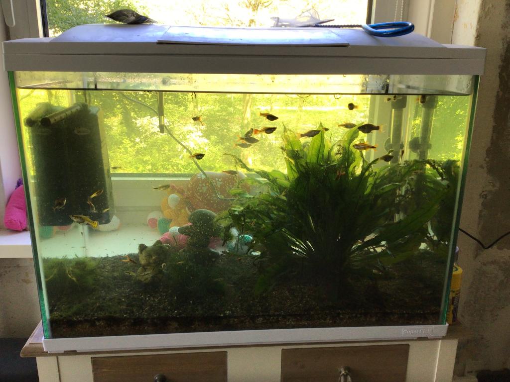 Superfish aquarium 80 liter, Dieren en Toebehoren, Vissen | Aquaria en Toebehoren, Ophalen, Gebruikt, Overige typen, Superfish