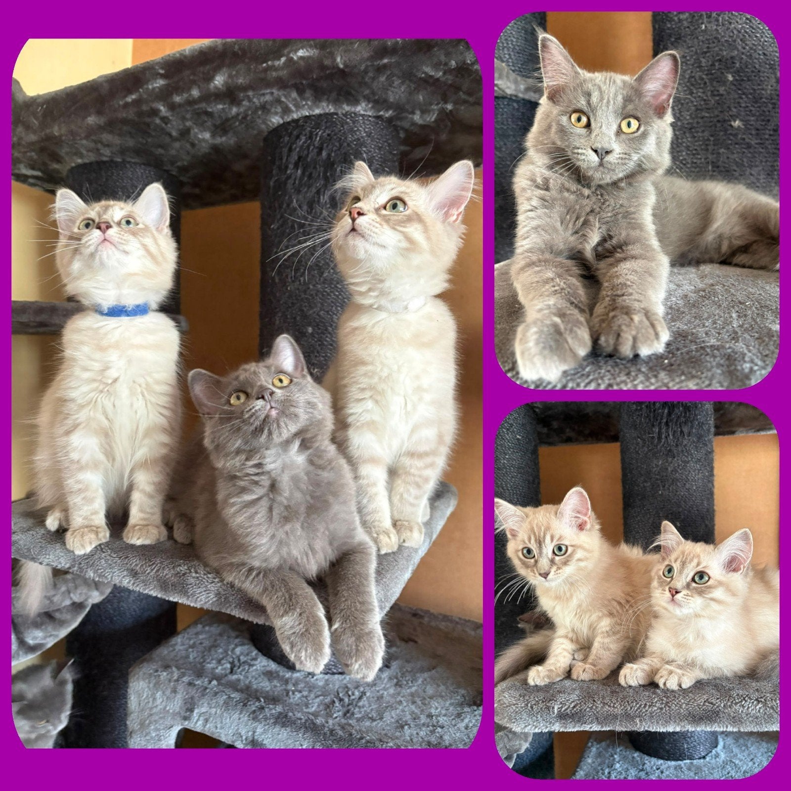 RAGDOLL KITTENS ( OP ZOEK NAAR EEN LIEFDEVOL MANDJE.❤️. ), Dieren en Toebehoren, Katten en Kittens | Overige Katten, Meerdere dieren