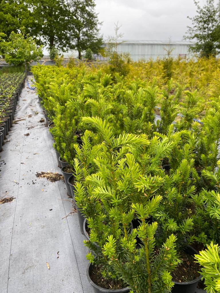 Taxus baccata 50cminpot €3 lavendel hidcote in30cmpot€3, Ophalen, Bloeit niet, Overige soorten, Volle zon