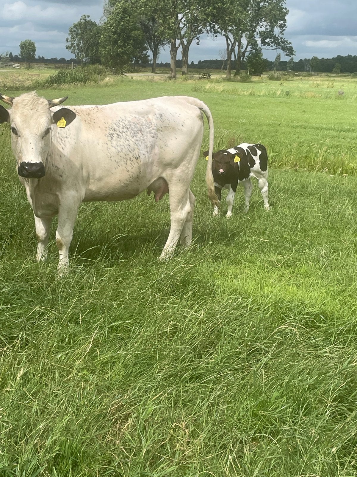 Te koop zoogstel, Dieren en Toebehoren, Runderen, Mannelijk