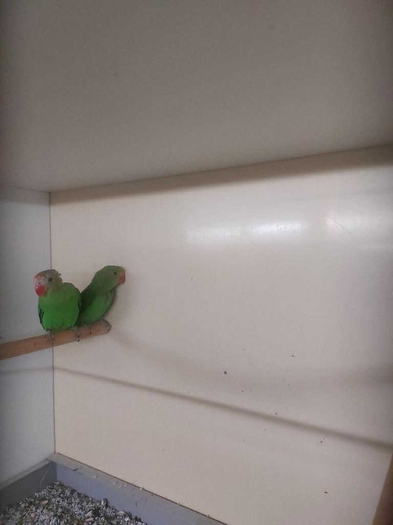 Te koop koppel taranta's, Meerdere dieren, Parkiet, Geringd