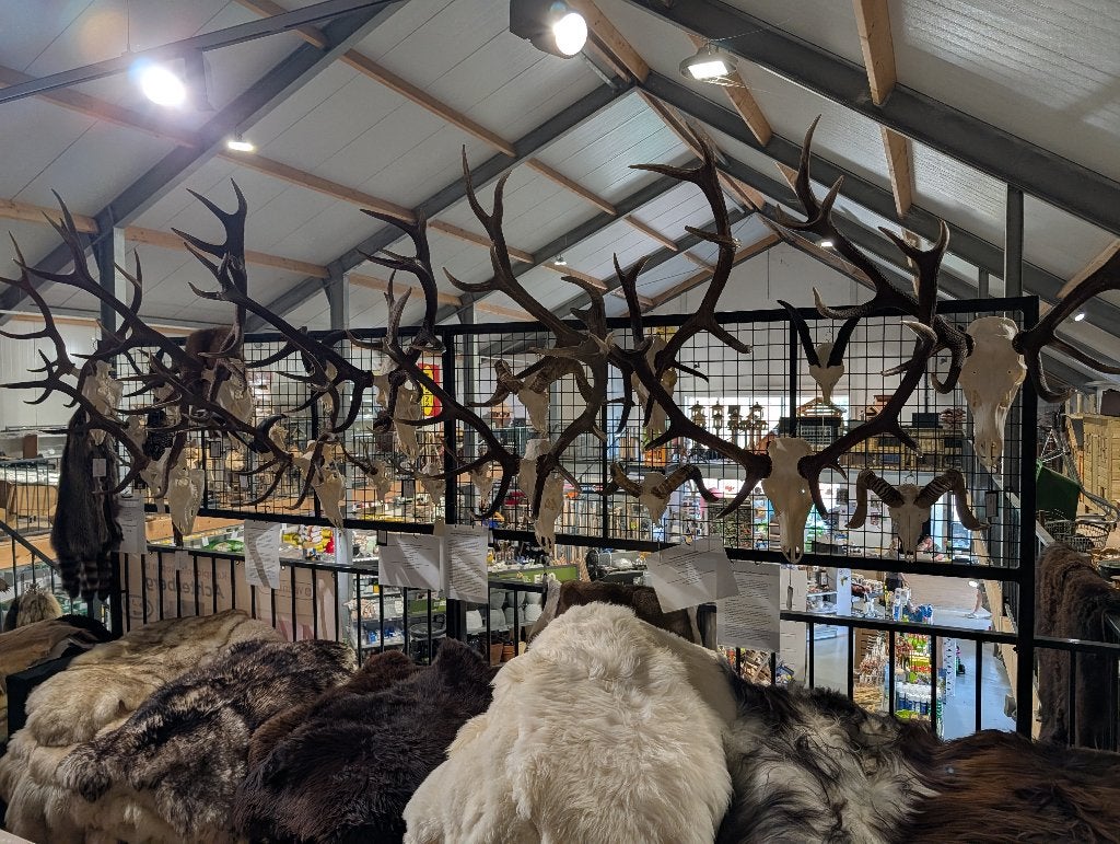 Longhorn, edelhert, ram, damhert, ree, stier, geit schedels!, Verzamelen, Ophalen, Nieuw, Hert, Schedel