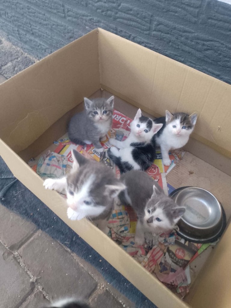 Boerderij Kittens, Meerdere dieren, Ontwormd