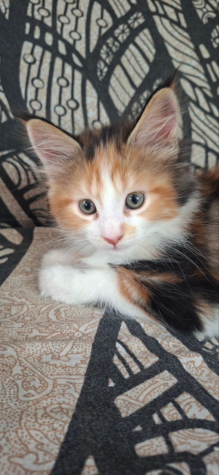 2 xl maine coon poesjes, Dieren en Toebehoren, Poes, Ontwormd