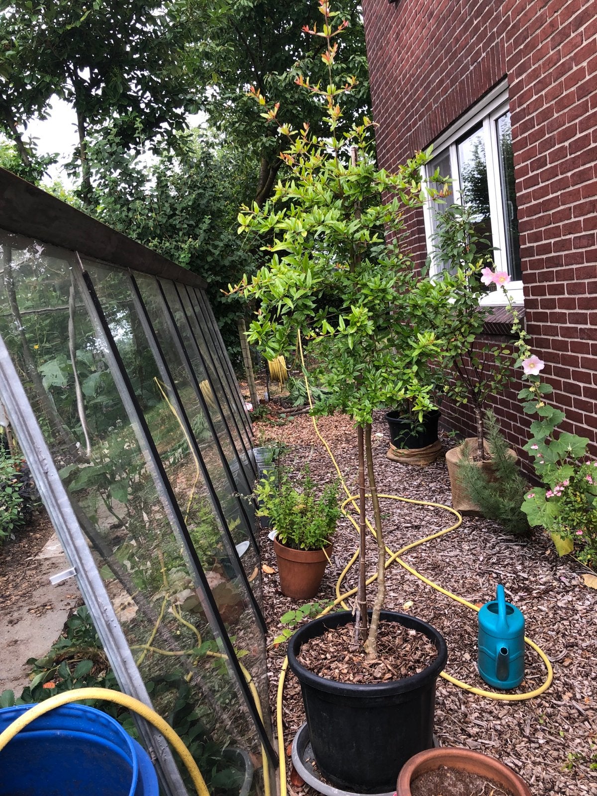 Granaatappelboom 180cm, Tuin en Terras, Ophalen, Volle zon, Vaste plant, Zomer