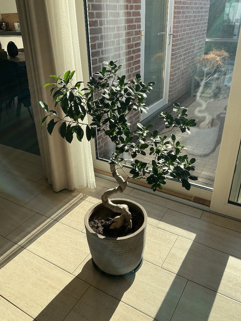 Bonsai Ficus Microcarpa, Huis en Inrichting, Ophalen, Ficus, 100 tot 150 cm, Halfschaduw
