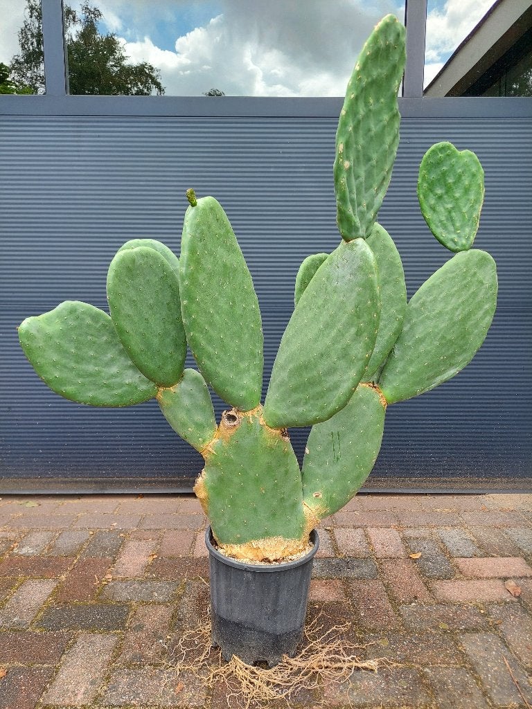 XL Opuntia Ficus Indica - Vijgencactus/Schijfcactus H:117 cm, Ophalen, 100 tot 150 cm, Cactus, Volle zon