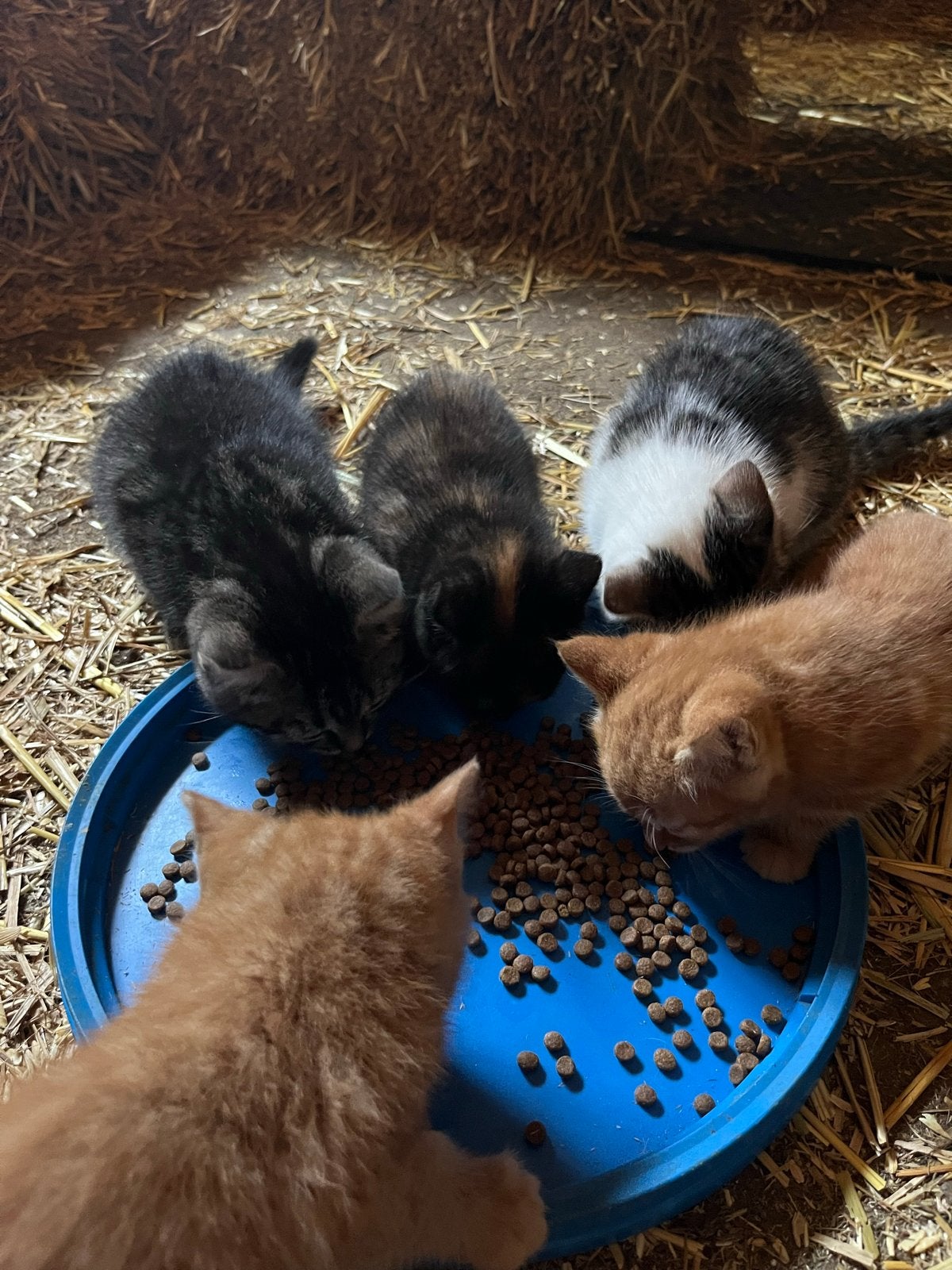 Lieve aanhankelijke boerderij kittens, Dieren en Toebehoren, Katten en Kittens | Overige Katten, Kortharig, Meerdere dieren, 0 tot 2 jaar