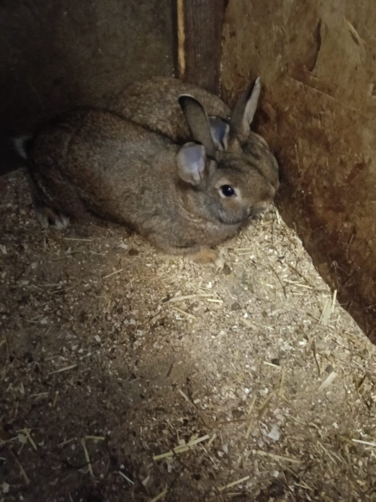 Steenkonijnen, Dieren en Toebehoren, Vrouwelijk, Middelgroot, 0 tot 2 jaar