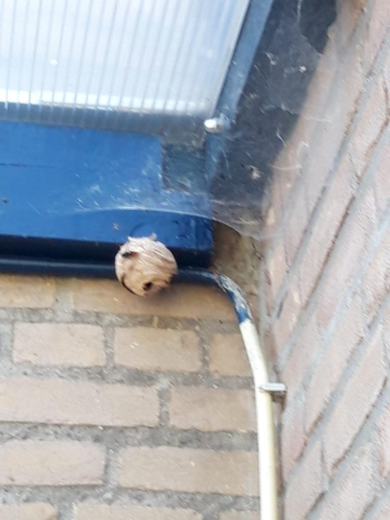 Aziatische hoornaar  hulp nestenverwijderen v, Dieren en Toebehoren, Overige soorten