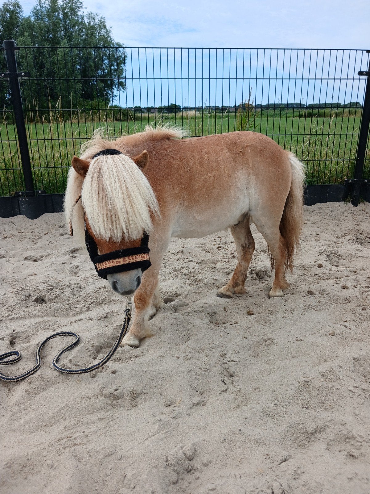mini shetlanders, Ruin, A pony (tot 1.17m)
