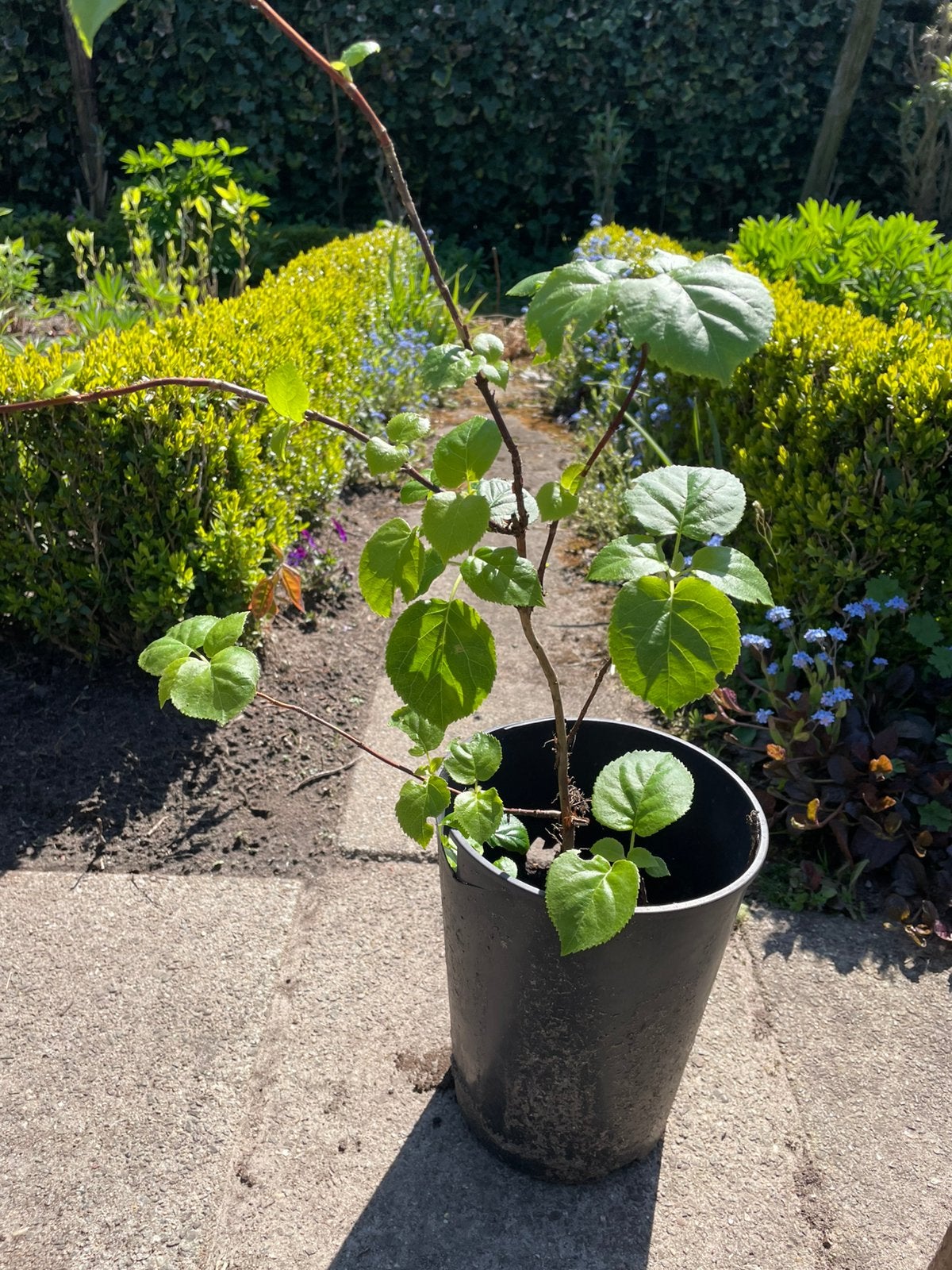 Tk mooie biologische opgekweekte klimhortensia., Ophalen