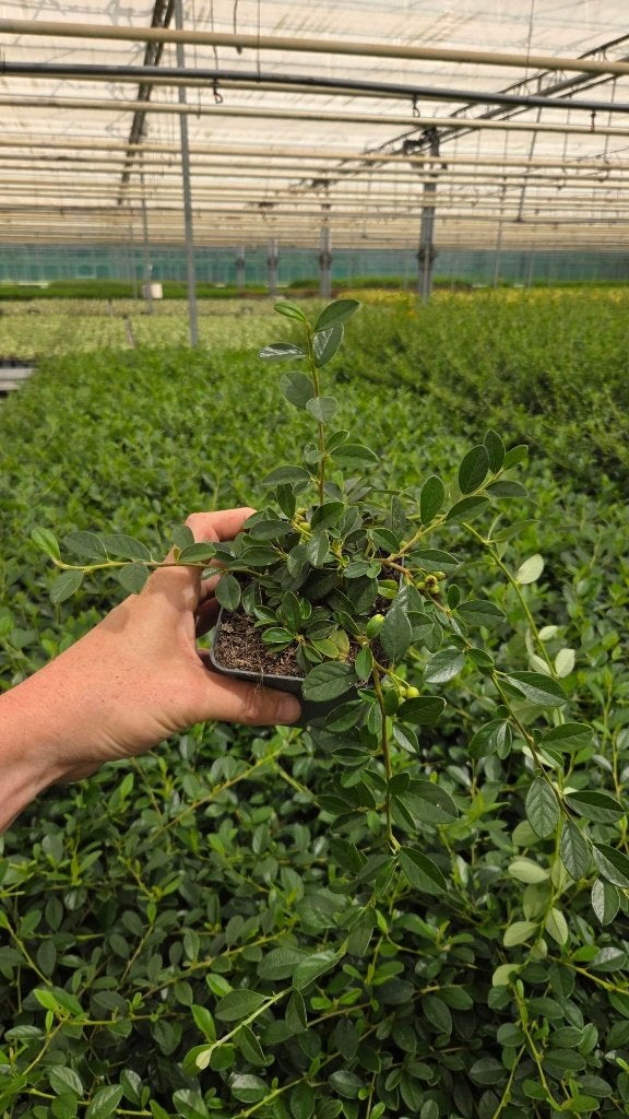 Cotoneaster - Dwergmispel - Mooi bossige platen, Tuin en Terras, Planten | Tuinplanten, Ophalen of Verzenden, Vaste plant, Overige soorten