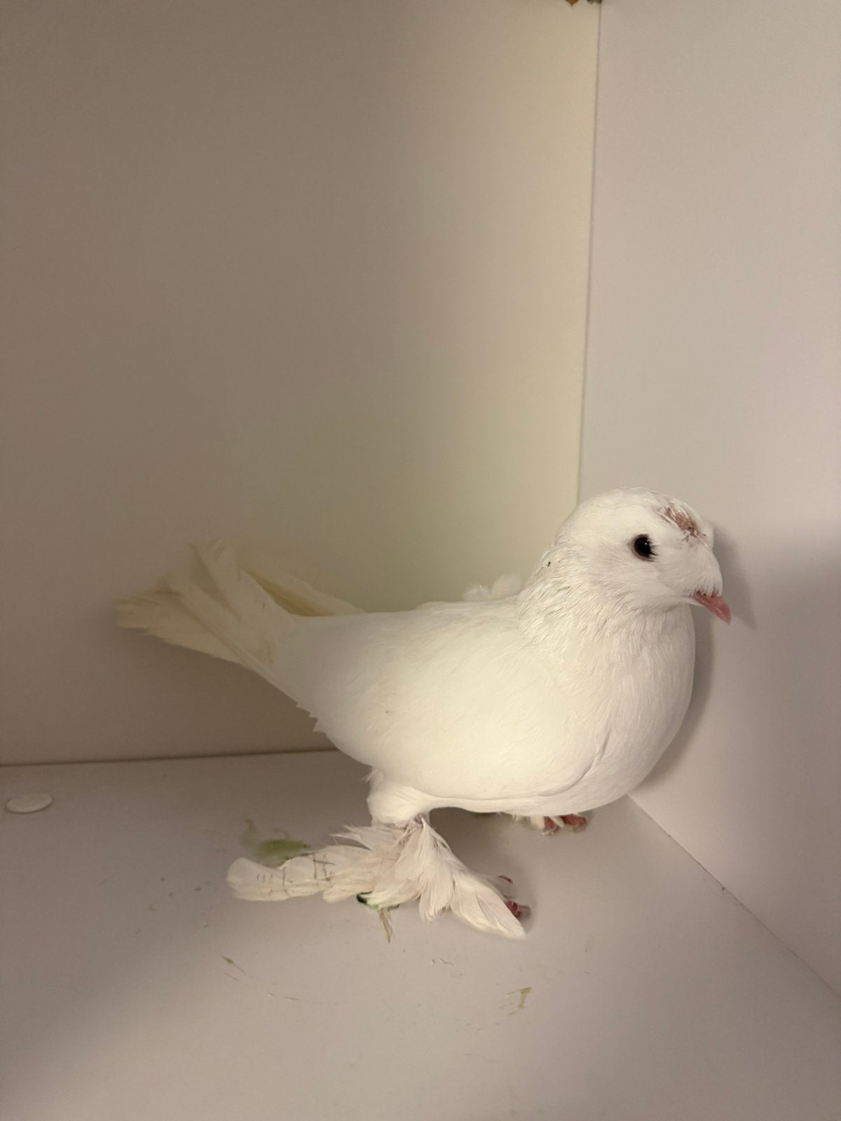 Turkse takla, Meerdere dieren