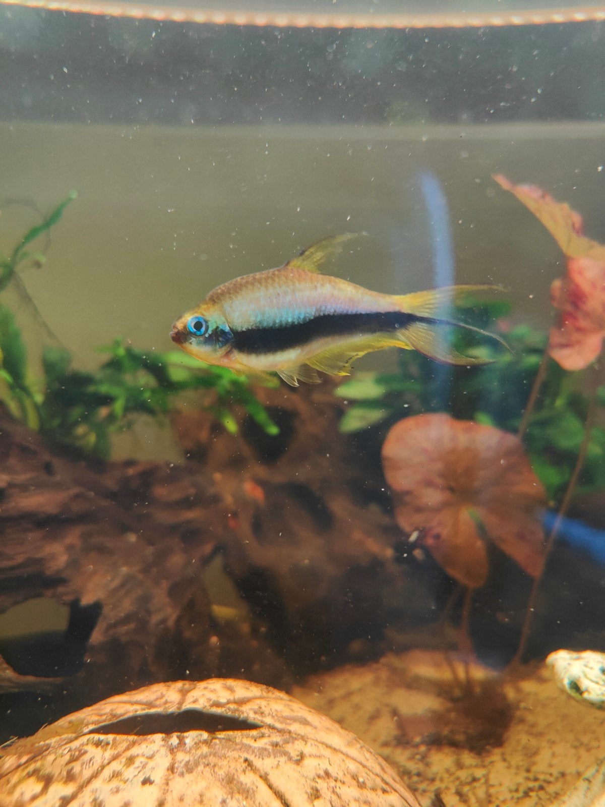 keizertetra groepje van 4, Vis
