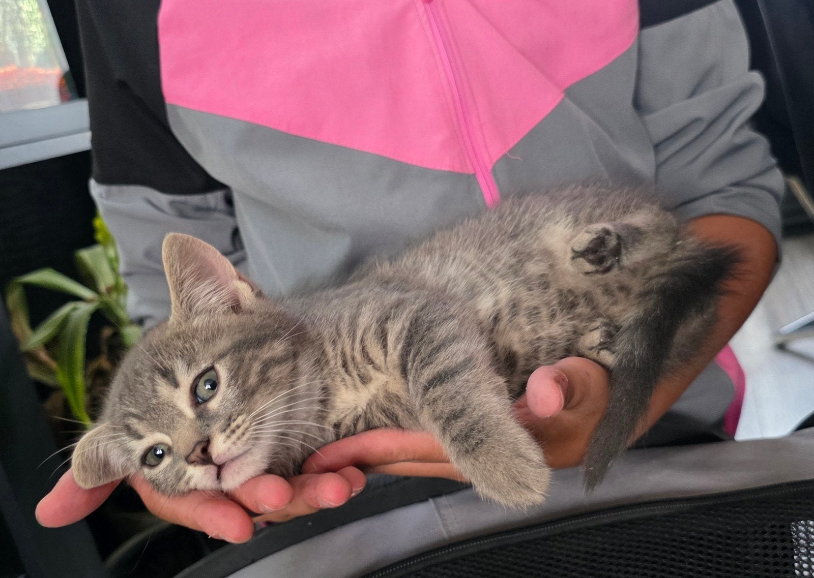 4 kittens