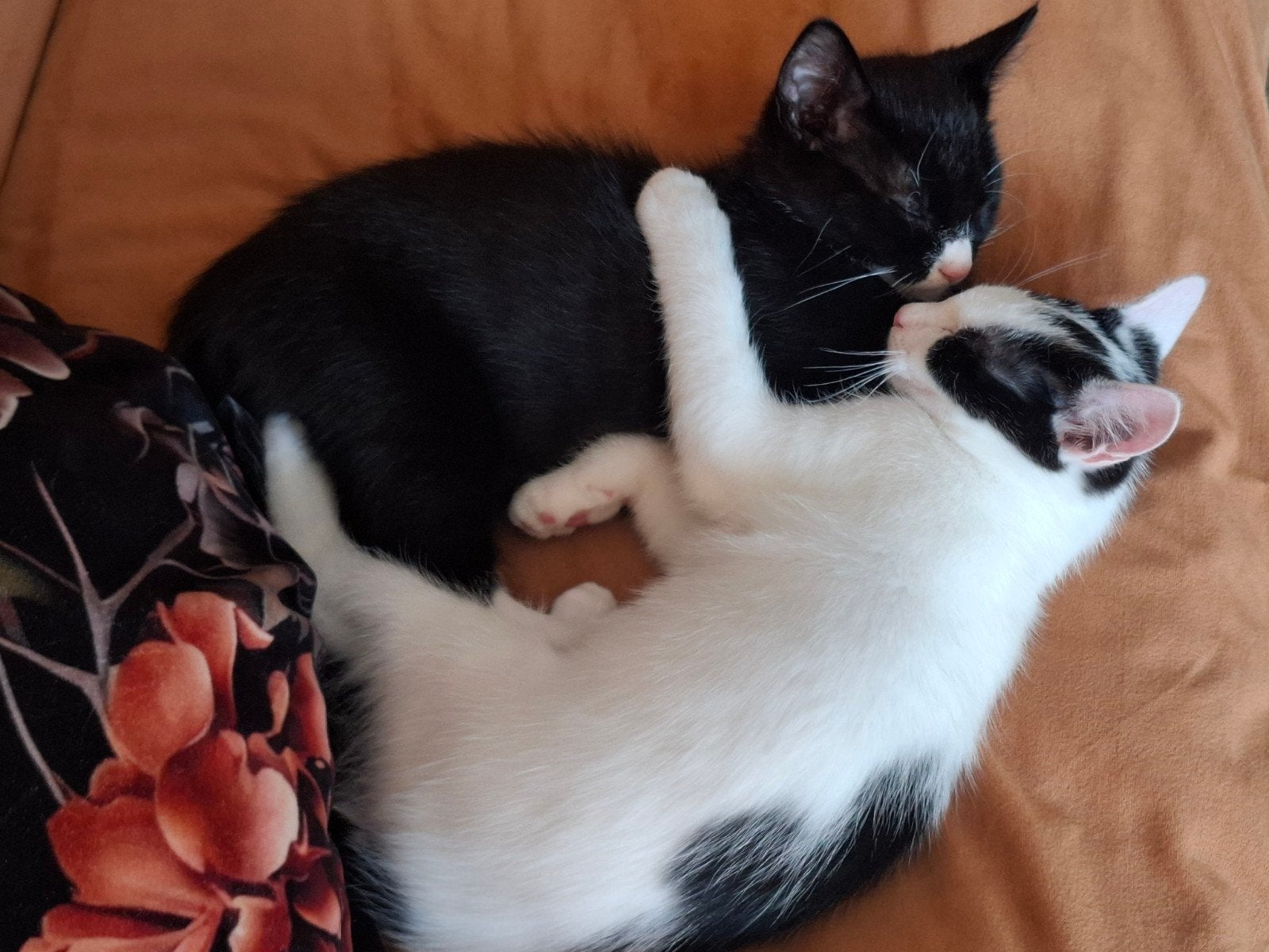 Twee broertjes zoeken een huis, Dieren en Toebehoren, Kater, Kortharig, 0 tot 2 jaar