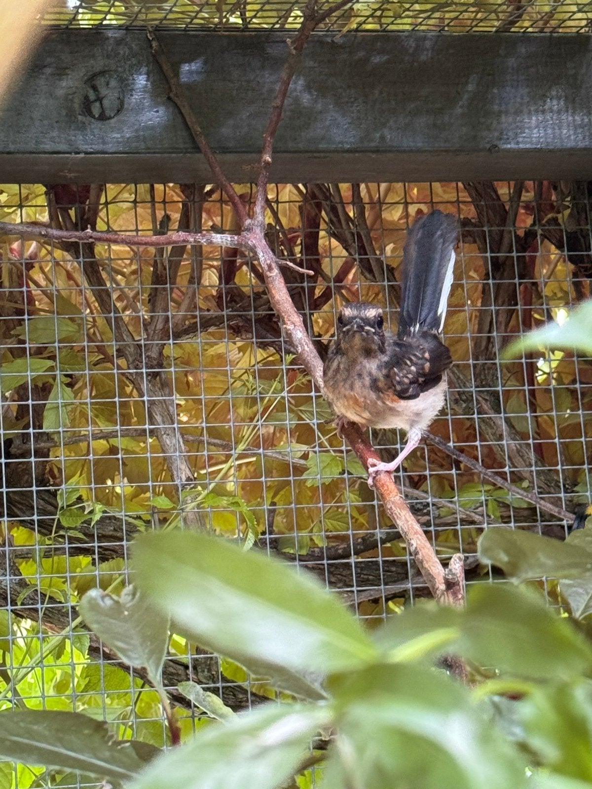 Schamalijster’s, Meerdere dieren, Geringd