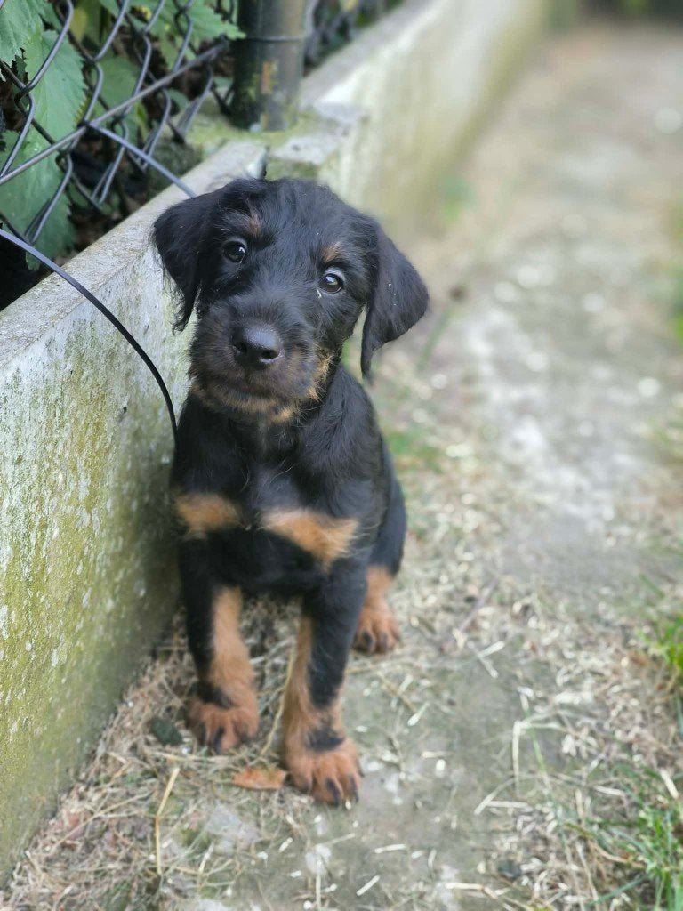 Hele lieve Duitse jacht terriër pupjes beschikbaar!!, Parvo, België, Overige rassen, 8 tot 15 weken