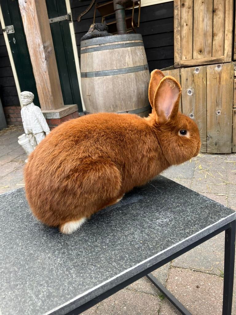 Rode new zeelander  ram, Dieren en Toebehoren, Konijnen, Mannelijk, Middelgroot, 0 tot 2 jaar