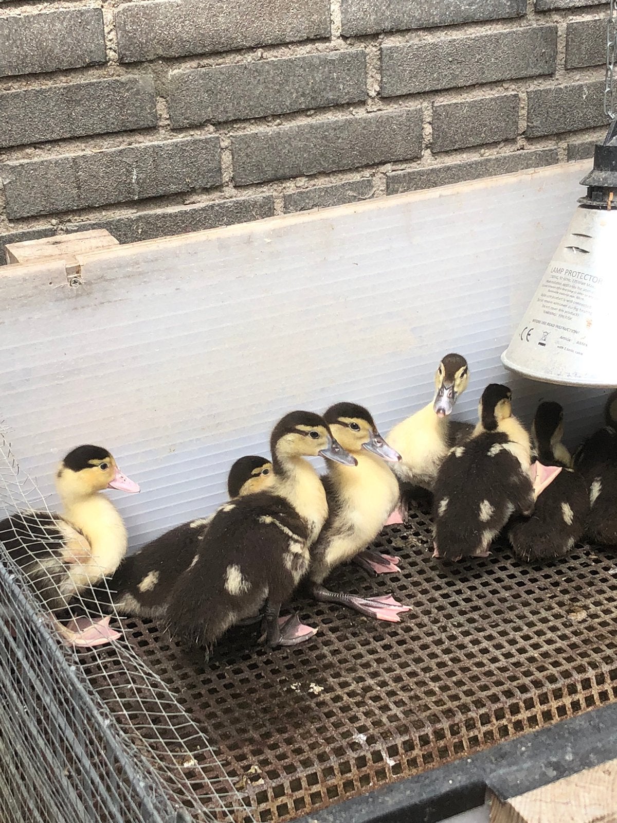 Muskus eendjes, Dieren en Toebehoren, Pluimvee, Meerdere dieren, Eend
