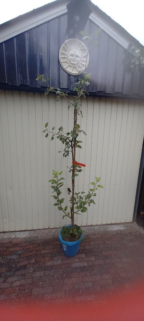 Sierappelboom met rode appeltjes, Tuin en Terras, Planten | Bomen, Halfschaduw, Overige soorten, 100 tot 250 cm, Zomer