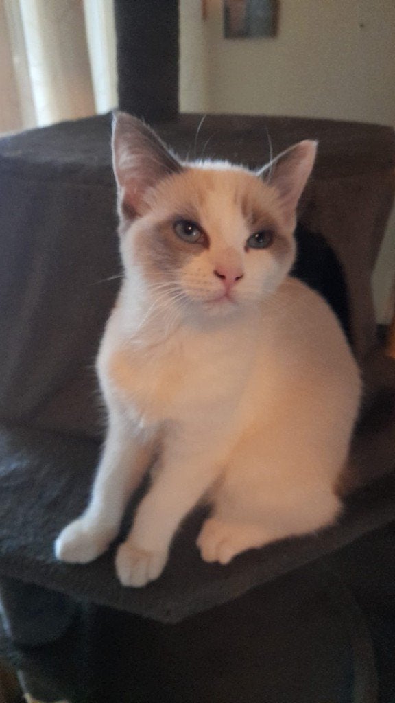 Lieve kitten Ragdoll, Poes, Ontwormd, 0 tot 2 jaar
