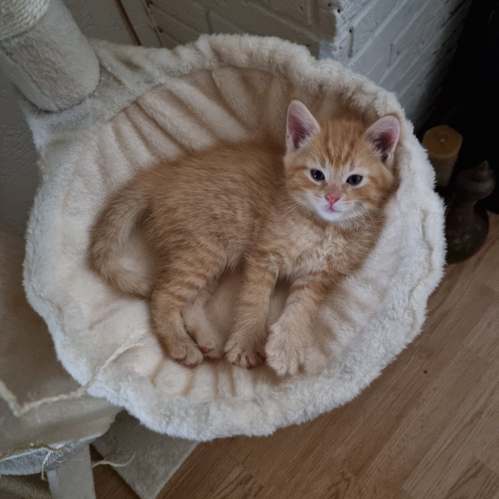 2 kittens te koop, Meerdere dieren, Kortharig, 0 tot 2 jaar