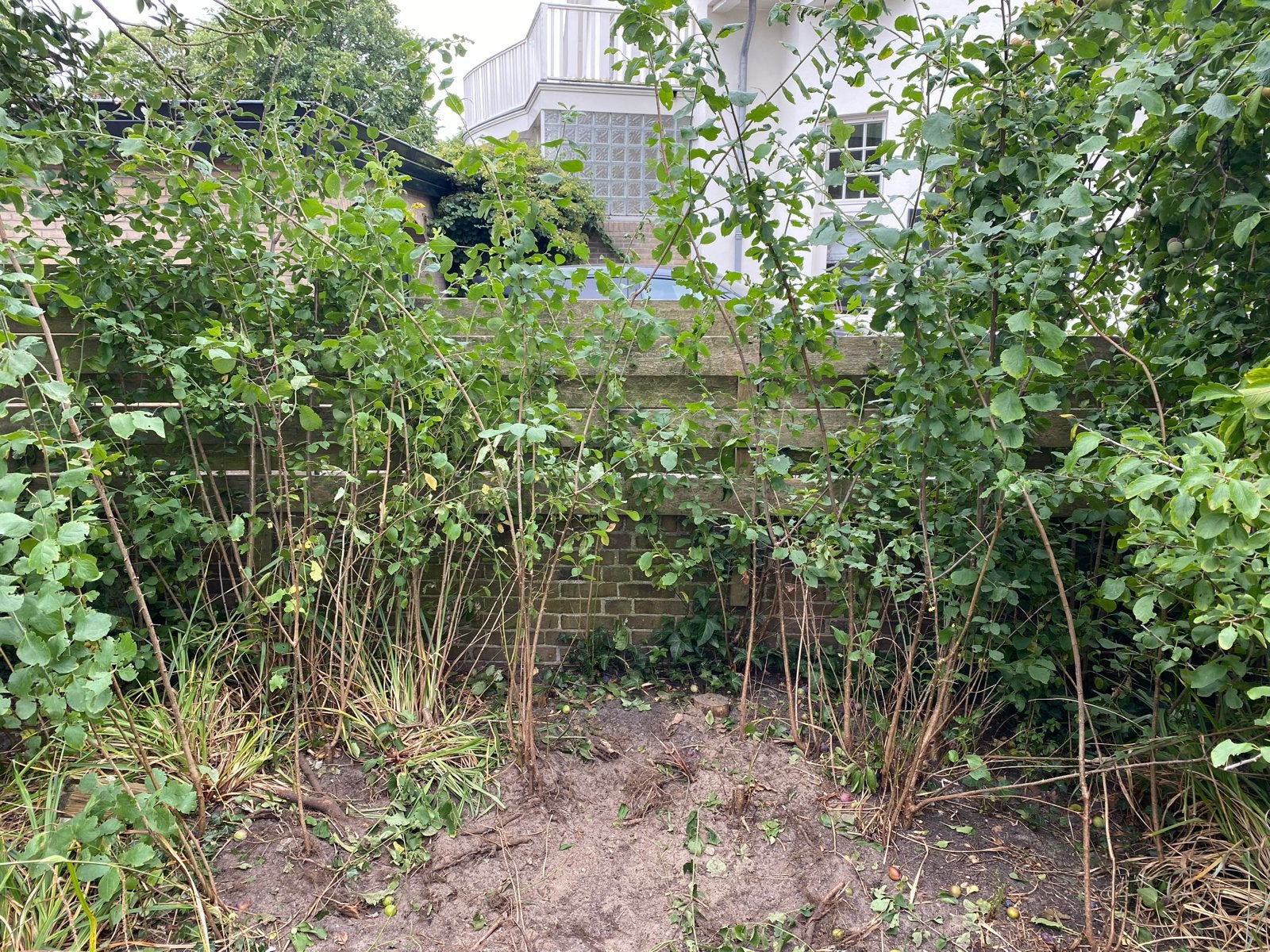 Jonge pruimenboompjes (gratis), Tuin en Terras, Planten | Fruitbomen, Ophalen, Lente, Volle zon, Pruimenboom